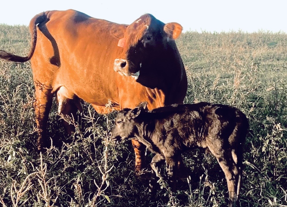 Breeding & Calving